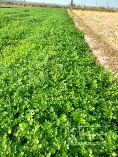 فروش جعفری تازه