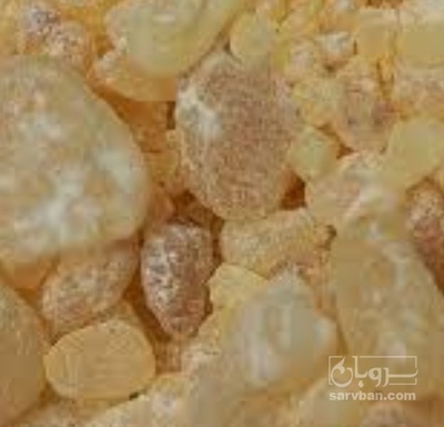 فروش کندر (گیاه‌ دارویی)