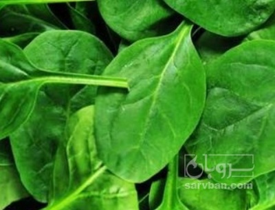 فروش اسفناج