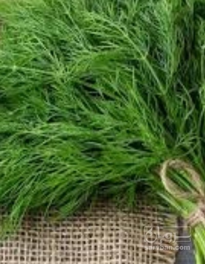 فروش شوید تازه