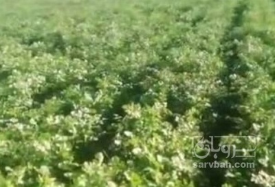 فروش جعفری تازه