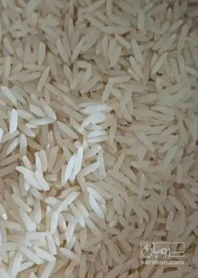 فروش برنج عنبر بو