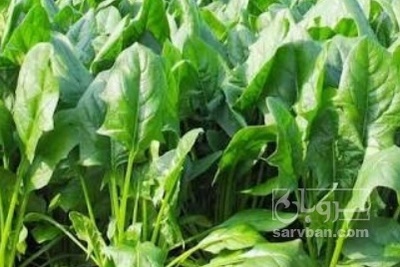 فروش اسفناج