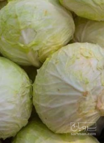 فروش کلم برگی سفید دامی