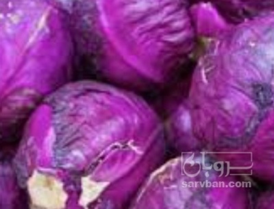 فروش کلم برگی بنفش دامی