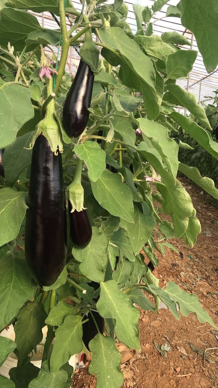 فروش بادمجان قلمی