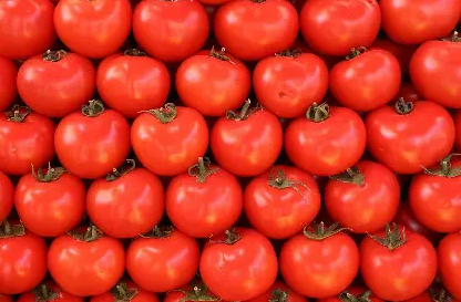 فروش گوجه فرنگی