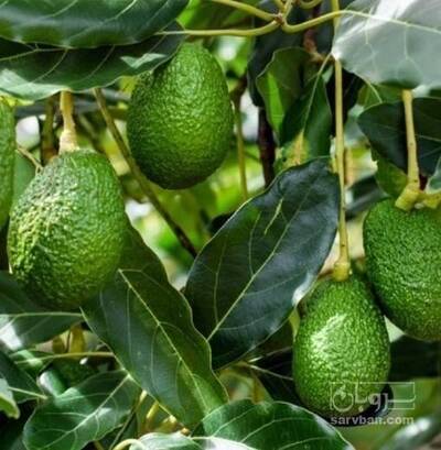 فروش  نهال آووکادو