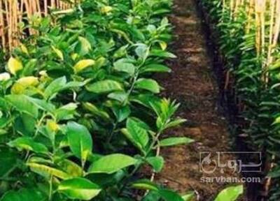 فروش نهال نارنگی