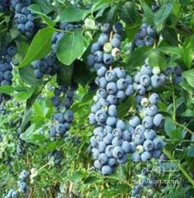 فروش نهال بلوبری