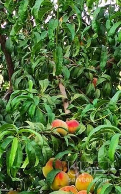 فروش نهال هلو