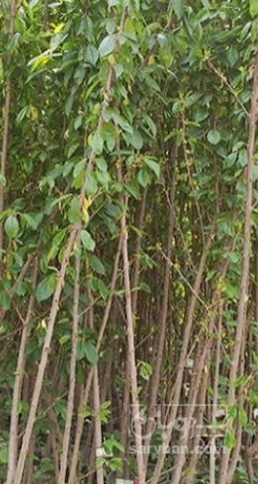 فروش نهال شلیل