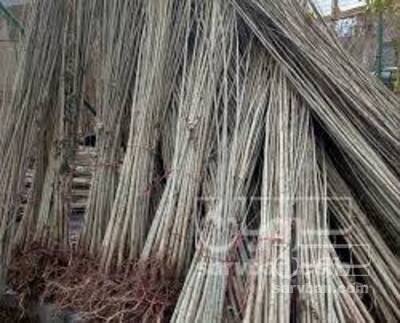 فروش نهال گردو