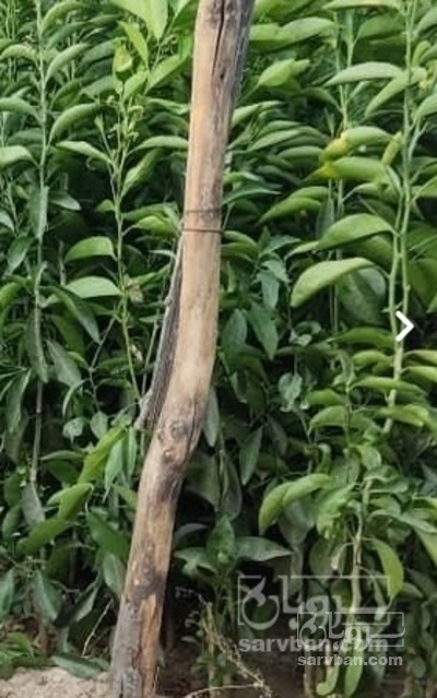 فروش نهال گریپ فروت