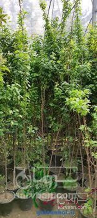 فروش نهال خرمالو