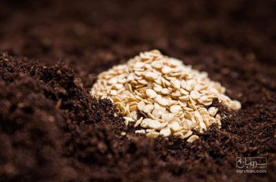 فروش بذر  گوجه فرنگی بروبیو