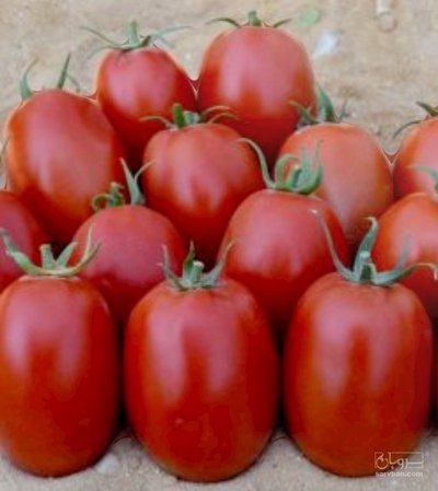 فروش گوجه فرنگی