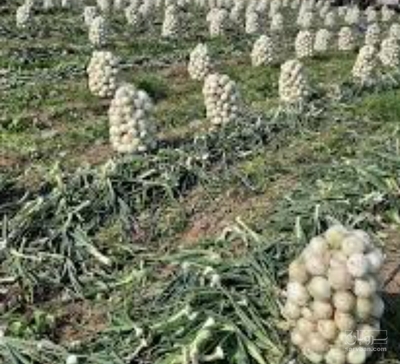 فروش پیازسفید