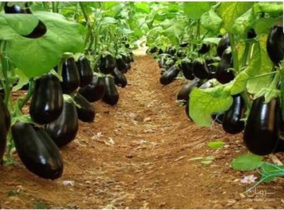 فروش بادمجان دلمه ای