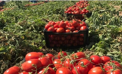 فروش گوجه فرنگی