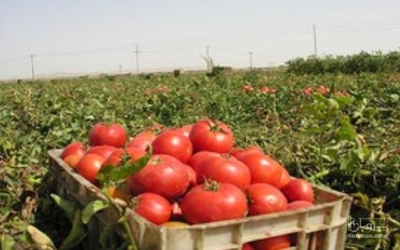 فروش گوجه فرنگی