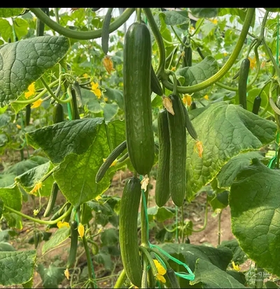 فروش خیار گلخانه ای