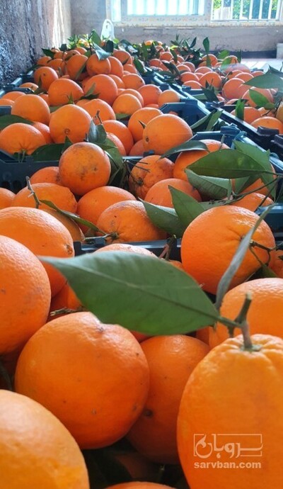 فروش پرتقال