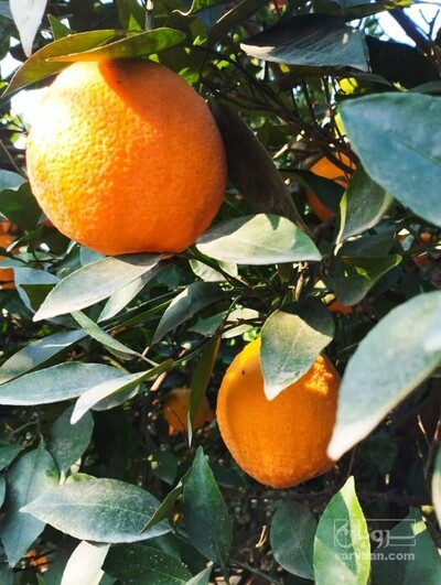 فروش پرتقال