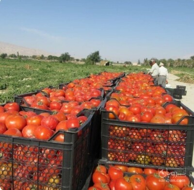 فروش گوجه فرنگی