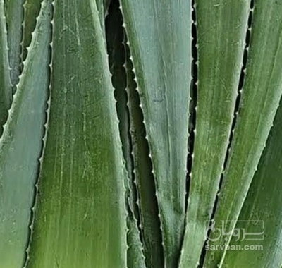 فروش آلوئه ورا (گیاه‌ دارویی)