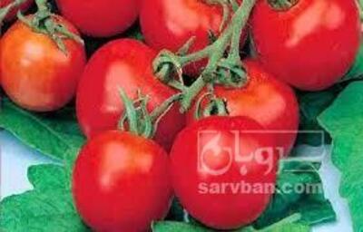 فروش گوجه فرنگی