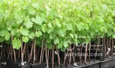 فروش نهال انگور