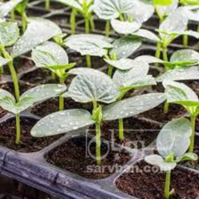 فروش نشا خیار