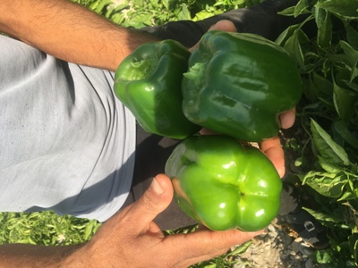 فروش فلفل دلمه ای سبز