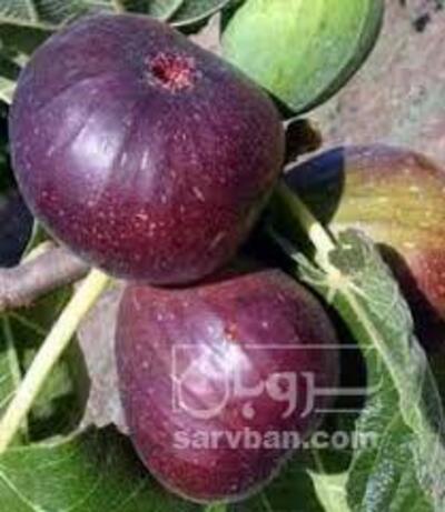 فروش انجیرسیاه