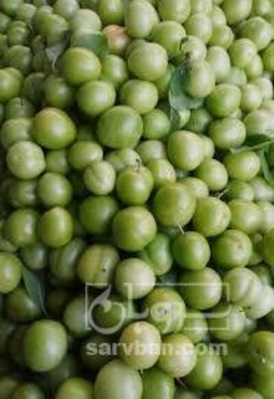 فروش گوجه سبز