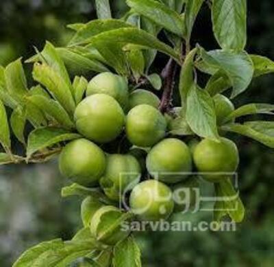 فروش گوجه سبز