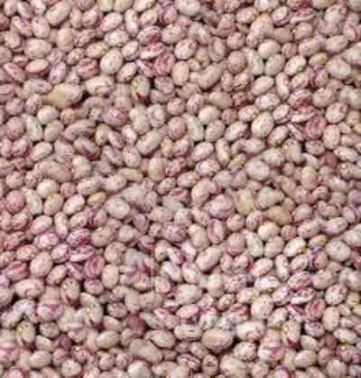 فروش لوبیا چیتی