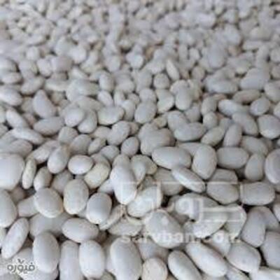 فروش لوبیا سفید