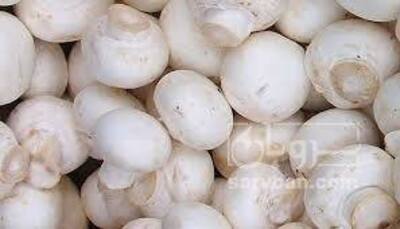 فروش قارچ دکمه ای