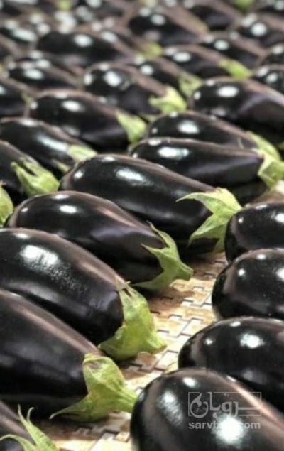 فروش بادمجان لامپی