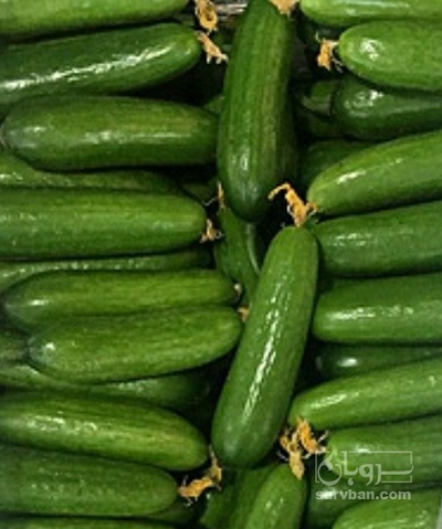 فروش خیار گلخانه ایی