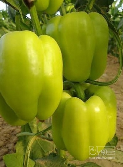 فروش فلفل دلمه ای فسفری