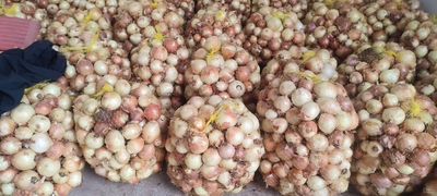 فروش پیازطلایی