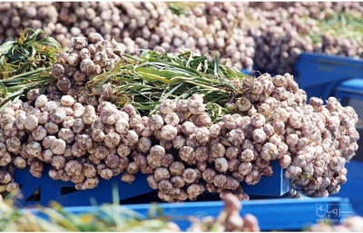 فروش سیر