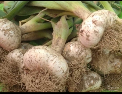 فروش سیر