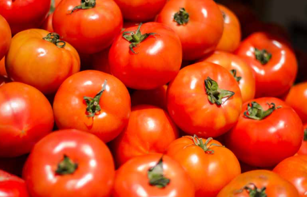 فروش گوجه فرنگی