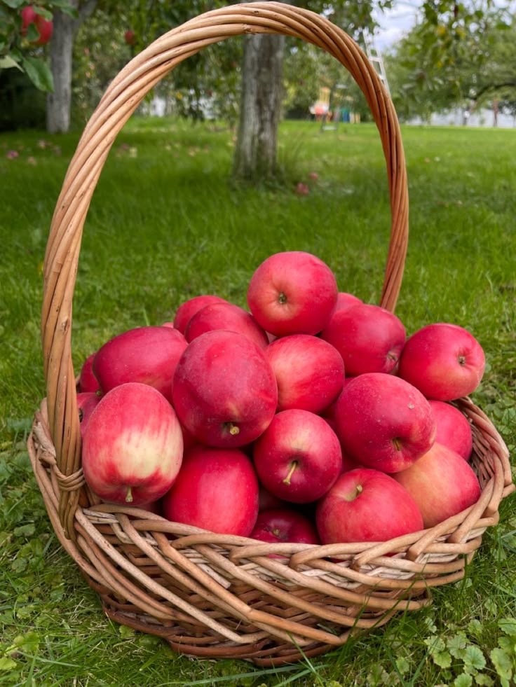 فروش سیب قرمز