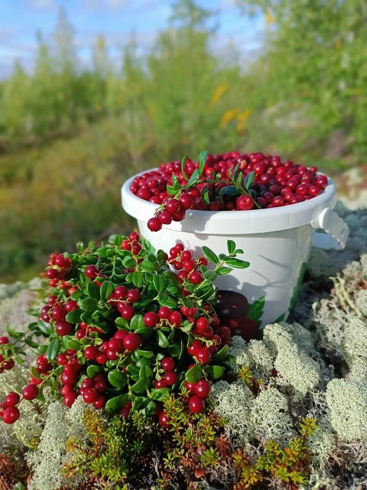 فروش آلبالو