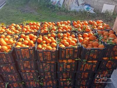 فروش پرتقال